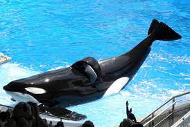 She was caught in october 1965 and died in august 1971, after about six years of performance. Tilikum Killer Whale Wikipedia