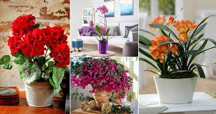 Indoor growing is often difficult for new growers as they learn the ropes, but seasoned growers are often able to grow plants in a breezy 20 when growing indoors, you usually have faster grow times because you don't need to rely on natural light to tell your plants when to start flowering, and can opt. 11 Easiest Indoor Blooming Houseplants To Grow Balcony Garden Web