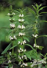 Image result for Leonurus japonicus