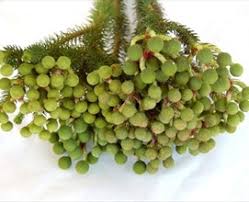 Image result for Barleria galpinii