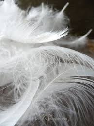 Black And White Feather Bird I Found Some Beautiful White Feathers Yesterday A Quick Summary On Symbol Meaning Of Feathers Include Symbolism Of Feather Angel Feathers White Feathers