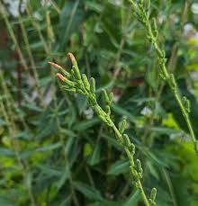 Image result for Lactuca inermis