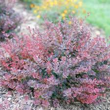 Dwarf flowering shrubs and plants are great for adding to the front of a border, introducing into a creative rockery display or for growing in pots and containers on a patio. Top 10 Shrubs For Containers And Small Spaces Proven Winners