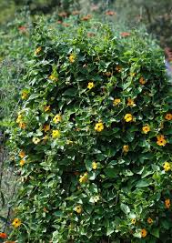 Image result for Thunbergia alata