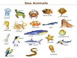 Sea Animals Names Cakepins Com Learn English English