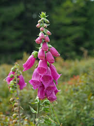 3, roter fingerhut (digitalis purpurea) im garten, blattrosette, spätwinter, 01.jpg Roter Fingerhut Garten Blog