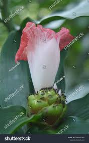 Image result for Costus lucanusianus