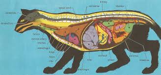 Learn vocabulary, terms and more with flashcards, games and other study tools. Domestic Cat Anatomy