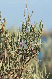 Image result for Monothecium