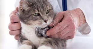 Heart Disease In Cats Identifying And Managing Feline Heart Disease In Practice Veterinary Practice