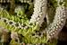 Reception South Indian Wedding Garlands
