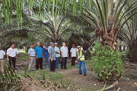 In recent years, the malaysian palm oil industry has faced increasing challenges from changing weather patterns. The Growing Palm Oil Sector