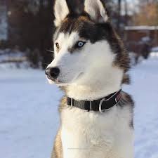 See More Beautiful Siberian Husky Dog Photos Where Is My Husky Husky Beautiful Funny Momment Photos Husky Husky Dogs Dogs