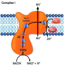 5 2 Electron Transport And Oxidative Phosphorylation Biology Libretexts