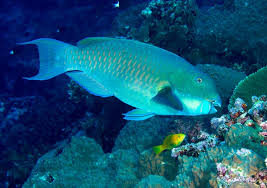 The squamation of gladbachus adentatus heidtke & krätschmer, 2001. Marine Science In A Drop