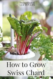 How To Grow Swiss Chard From Seed How To Transplant Swiss Chard Sprouts When To Harvest Swiss Char Growing Winter Vegetables Growing Swiss Chard Swiss Chard