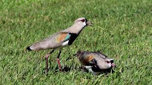 Some people opt for grass seed netting, which when laid on top of freshly sown grass seed, can act as a great barrier to protect the grass seed. How To Keep Birds From Eating Grass Seed Best Home Gear