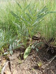 Image result for Elephantorrhiza elephantina