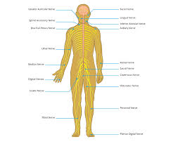 Peripheral Nerve Injury Map Axogen