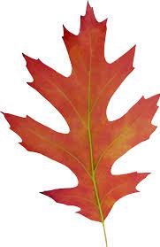Leaf 11 Leaves Plant Leaves Png