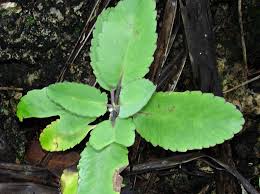 Rumput jepang menjadi salah satu jenis tanaman hias yang biasa di tanam di tanam. Jarang Terdengar 15 Tanaman Obat Ini Ternyata Kaya Manfaat Blog Ruparupa