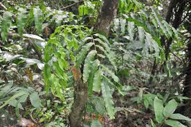 Image result for Lomariopsis