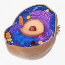 Maybe you would like to learn more about one of these? Model Of An Animal Cell With Labels Stlfinder
