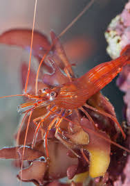 Peppermint oil is a pure essential oil collected after exposing the peppermint plant to high temperatures. Shrimps For The Marine Tank Reefs Com