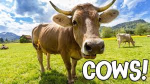 When your toddler is involved in physical activity, he exercises many parts of the brain and enhances brain function through providing more. Cows Learning About Cows For Kids Youtube