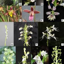 Image result for Eulophia sp. nov.