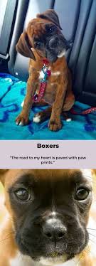 Boxerdogsoninsta Boxerdogig Animals Baby Animals Boxer Puppies