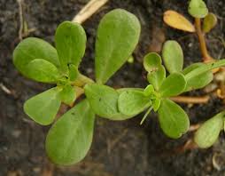 Image result for Portulaca foliosa