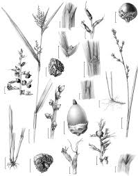 Image result for Scleria