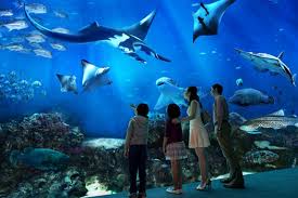 Jakarta aquarium menawarkan konsep berlibur di alam yang menampilkan kekayaan alam bawah laut indonesia yang penuh dengan warna, keindahan dan kunjungi dan bersiaplah untuk terpesona oleh jakarta aquarium yang hadir di lantai lg dan lgm di neo soho yang juga terhubung langsung. S E A Aquarium Promo Tiket Masuk Wisata Singapura