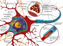 Das Zentrale Nervensystem Anatomie Funktion Beschwerden Krank De