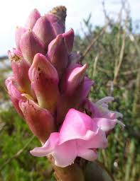 Image result for Satyrium carsonii