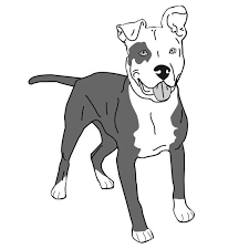 Floppy Ears Am Staffordshire Vector Pitbull Dog Etsy In 2021 Dog Illustration Dog Sketch Canine Art