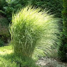 Maiden Grass Morning Light Landscape Design Ornamental Grasses Landscape