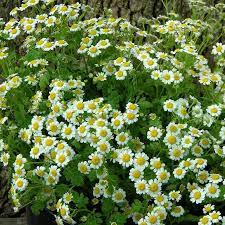 Feverfew Summer Flowers To Plant Feverfew Plant Planting Herbs