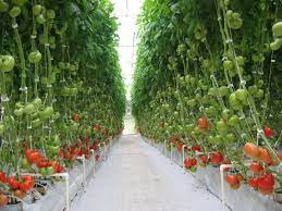 With enough sunlight, water and patience, growing your own tasty tomatoes is easy. Commercial Greenhouses Photo Gallery Hydroponic Farming Hydroponics Hydroponic Growing