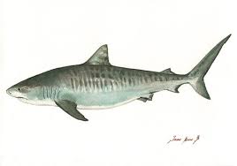 Print Tiger Shark Print Shark Painting Art Print Shark Art Nursery Ocean Sport Fishing Decor Shark Painting Shark Art Paintings Art Prints