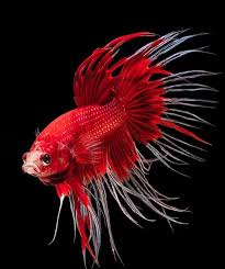 On Instagram Red Butterfly Crowntail B E T T A F A N C L U B Bettafanclub Betta Bettafish Cu Ikan Cupang Betta Aquarium Ikan