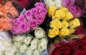 We did not find results for: Different Rose Colors And Their Meanings Southern Living