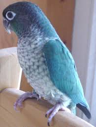 Exotic Birds You Can Have As Pets Pin By Emily Collins Lukitsch On Conures Pinterest Conure Parrots Conure Pet Birds