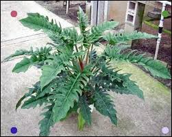 Jungle Boogie Philodendron 4 Philodendron House Plants For Sale Indoor Plants Low Light