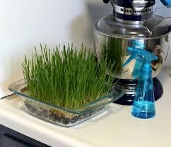 You can drink the juice at juice bars (such as jamba juice, too expensive for a shot of wheatgrass juice!) or there are bottled juices and wheatgrass in powdered forms to be mixed with water. Growing Wheatgrass Seeds How To Grow Wheat Berries At Home