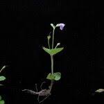 Image result for Craterostigma nummulariifolium