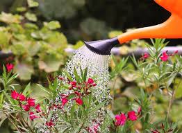 Check spelling or type a new query. Bien Arroser Le Laurier Rose Gamm Vert