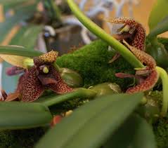 Image result for Tridactyle bicaudata