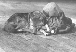 After flying into new york, he was swathed in felt and loaded into an ambulance, then driven to the gallery where the action took place, without having once touched american soil. Slike I Like America And America Likes Me Joseph Beuys Meaning